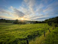 A warm sunset over a hilly pasture landscape with cows