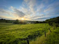 A warm sunset over a hilly pasture landscape with cows