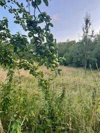 Unripe apples on a tree.