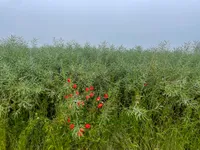 Red poppy blossoms in a green rapeseed field.