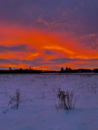 A wide snow field with a very dark line of trees at the horizon and intense orange-red-purple cloudy skies.