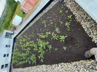 The rooftop at the 26th of August with unwanted thistles.