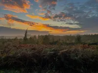 Intense blue, orange and green in a pattern-like picture of the skies and the forrest.