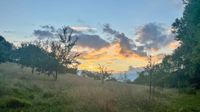 An orchard meadow in the evening sun.