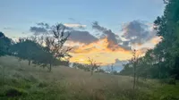 An orchard meadow in the evening sun.