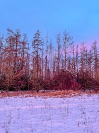 Sick spruce trees without needles, lit orange by the rising sun and in front of blue skies.