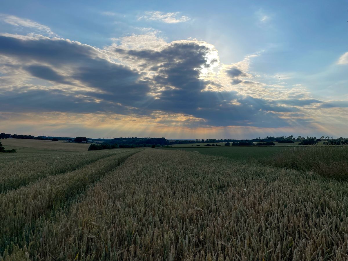 A corn field with dramatic sky
