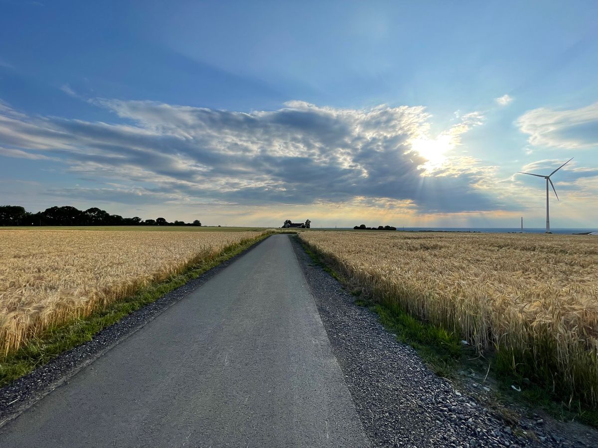 A straight road into the evening sun with corn fields aside
