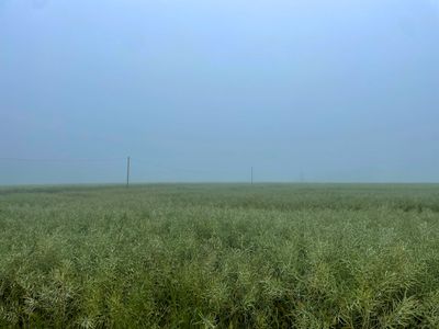 A green rape field after flowering with a gray and deep fog. A telephone line with three high masts is visible.