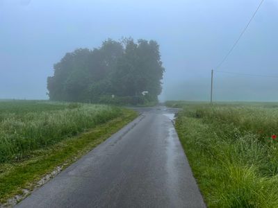 The intersection of a paved country lane with a small wood on the left and a telephone line on the right, in the middle of a green field of rape.