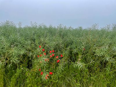 Red poppy blossoms in a green rapeseed field.