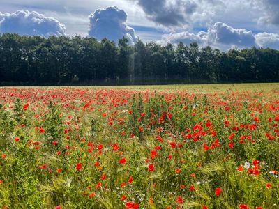 A barley field in the sun, covered with red poppies. In the background is a little forest and a dramatic cloudy sky.