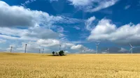 A yellow corn field and blue sky with a few white clouds