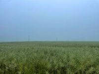 A green rape field after flowering with a gray and deep fog. A telephone line with three high masts is visible.