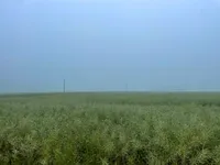 A green rape field after flowering with a gray and deep fog. A telephone line with three high masts is visible.