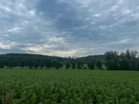 A dark green field with gray and cloudy sky